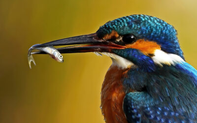 April 2026 „Tiere“